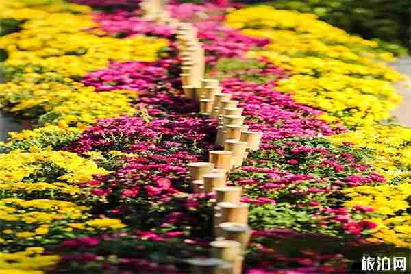 鳩茲古鎮(zhèn)晚上開放嗎 附鳩茲古鎮(zhèn)2019菊花展信息+開放時間