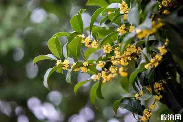 成都哪里可以看桂花+攻略