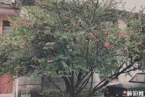 安順網(wǎng)紅景點推薦