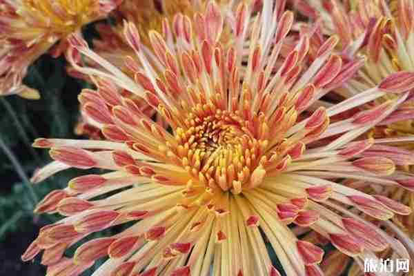 2019沈陽菊花展在哪里+時間+看點