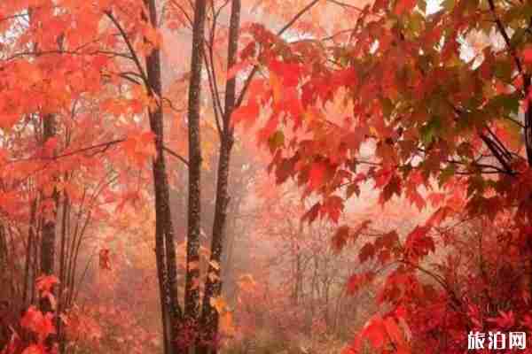 香山紅葉幾月份最好看+觀賞地點推薦