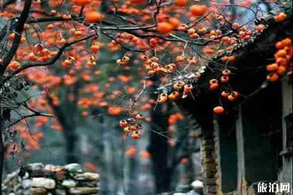 柿林村要门票吗+在哪里 柿林村有什么好玩的