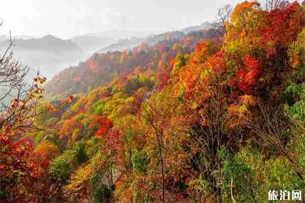 10月四川红叶哪里最好看 四川赏秋红叶胜地红叶情况