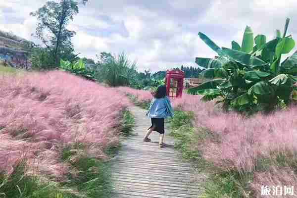 重庆潼南香水百合景区粉黛乱子草观赏时间是什么时候