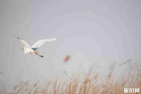 广州周边哪里有芦苇拍照