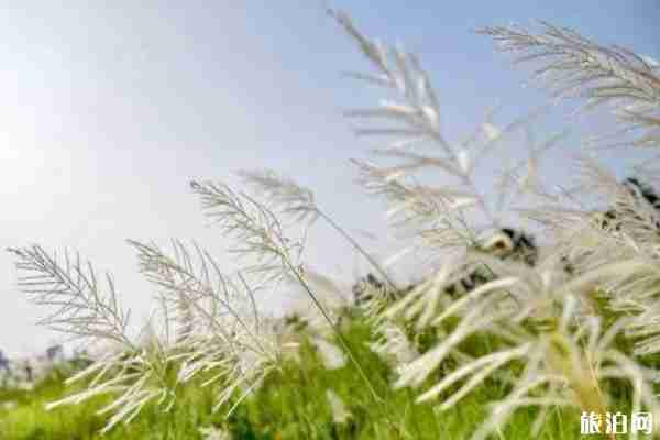 成都哪里可以看芦苇