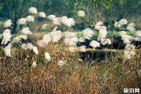 杭州哪里芦苇好看