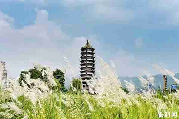 成都周邊哪里蘆葦漂亮+門票+交通