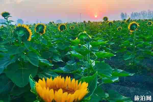 錢倉葵花園開放時間+門票+怎么去+介紹