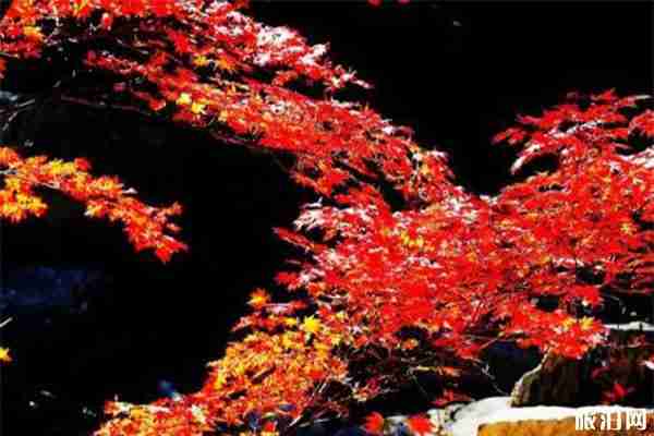 丹東賞楓葉什么時(shí)候最好 丹東哪里適合賞秋