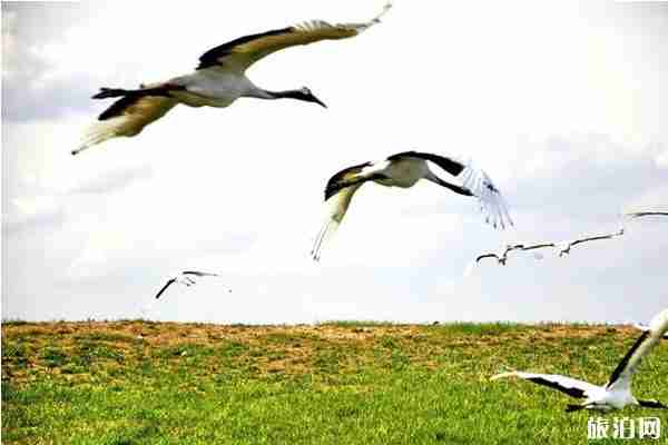 扎龍放鶴時(shí)間 扎龍自然保護(hù)區(qū)門票+交通+介紹