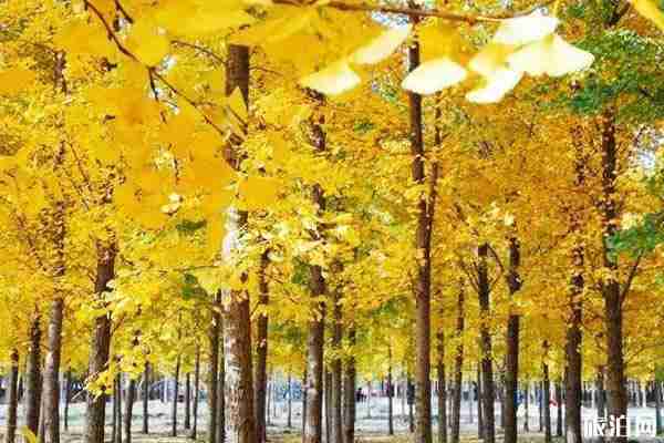 2019東營(yíng)銀杏林開(kāi)放時(shí)間+具體位置+注意事項(xiàng)