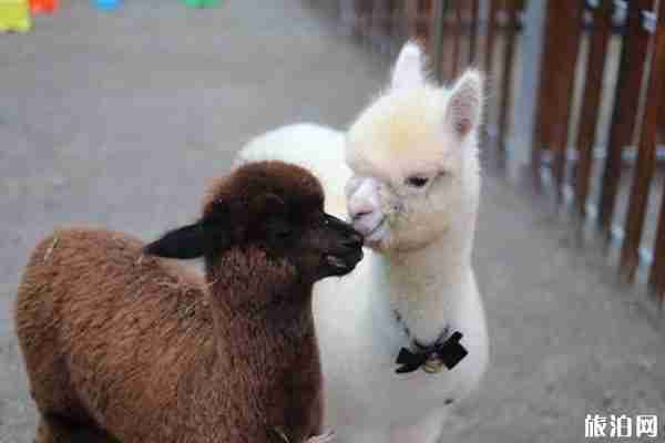 順義愛寵小鎮在哪 順義愛寵小鎮可以帶寵物嗎