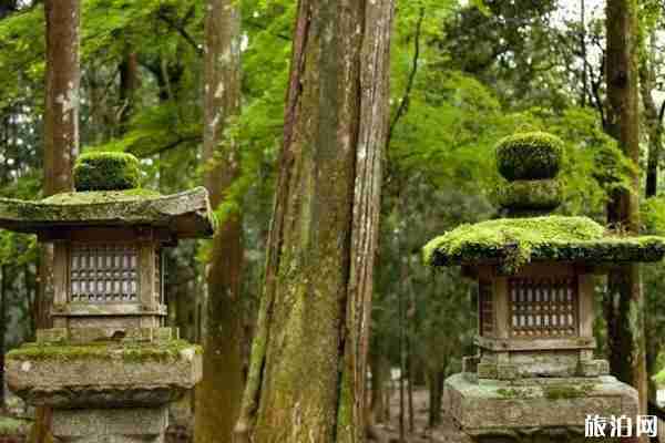 奈良公園有多少鹿 奈良公園的鹿幾點回家