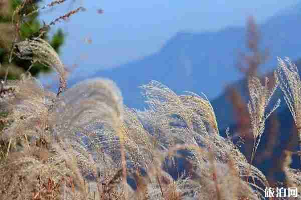 陜西哪里蘆葦最多 陜西哪里蘆葦蕩最漂亮