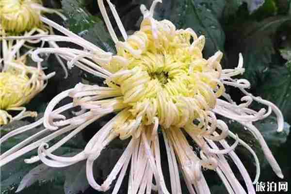 2019年成都菊花展什么時候開始+舉辦地點+活動介紹