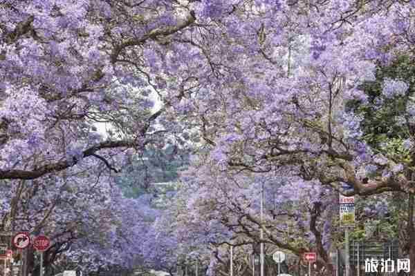 南非藍花楹什么時候開花+觀賞地點
