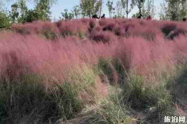 北京粉黛亂子草在哪里