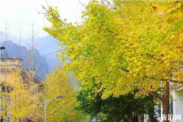 韶關(guān)銀杏什么時(shí)候最佳+在什么位置