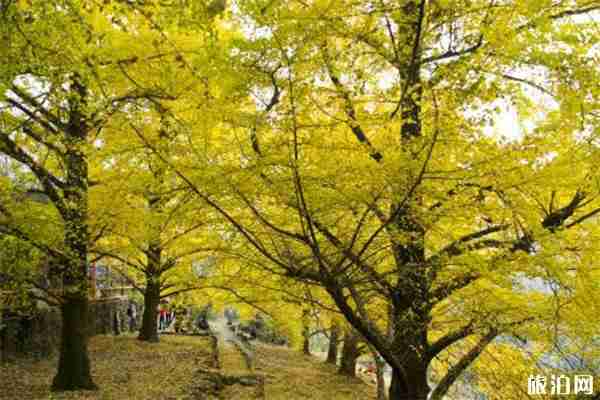 洛陽白河鎮銀杏最佳觀賞期 銀杏什么時候黃
