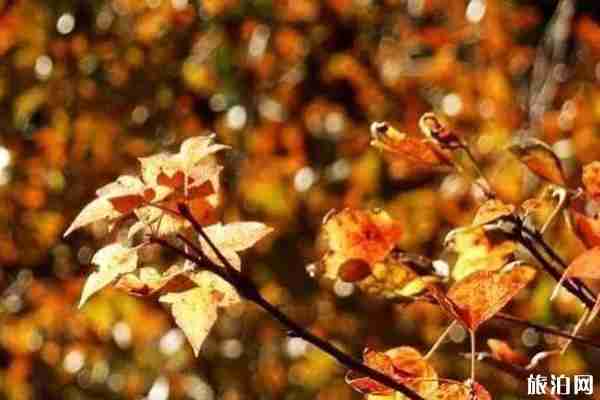 广东秋天旅游好去处推荐