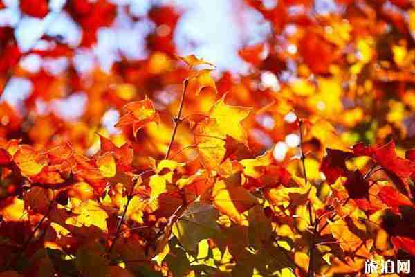 九寨沟秋天什么时候最美 九寨沟枫叶什么时候红