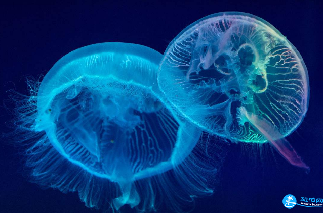 被水母蛰了怎么办 被水母蛰了用什么药