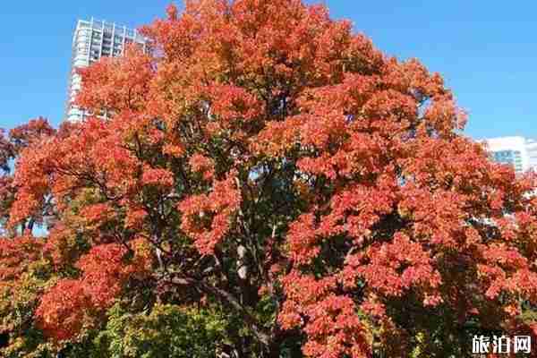 日本滨离宫恩赐庭园红叶观赏攻略
