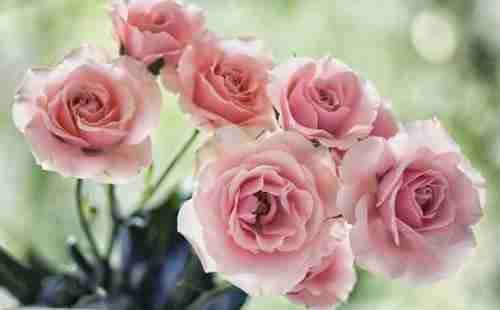 上海辰山植物园月季花观赏时间+地点+交通