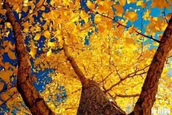 沈阳哪所大学有银杏树