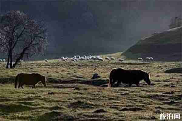 关山草原景区门票信息 关山草原冬季闭园持续时间