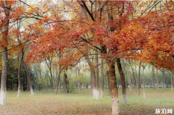 北京枫叶什么时候红 北京枫叶哪里看