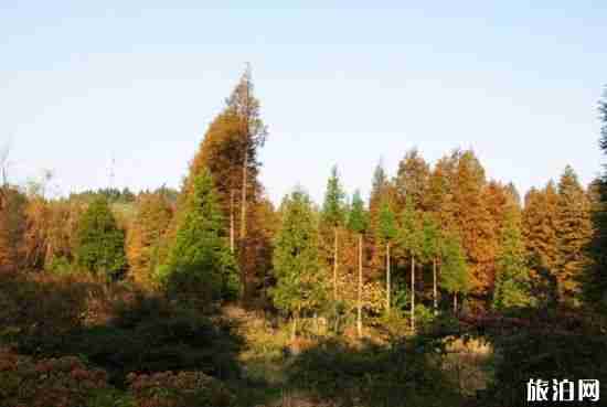 这个秋天重庆周边有着怎样的景色