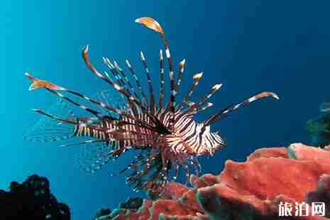 潜水应注意哪些海洋里最危险的动物