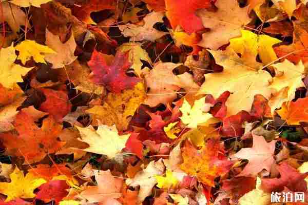 右玉旅游景点推荐 右玉秋景