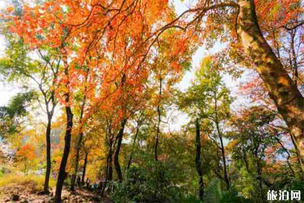 北京香山山頂上有吃的嗎