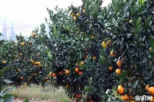 常州哪里可以采摘橘子