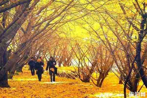 2019日本银杏观赏都有哪些好去处