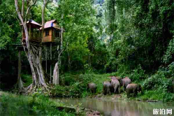 野象谷大象表演時(shí)間是幾點(diǎn) 野象谷的索道有沒(méi)有必要買