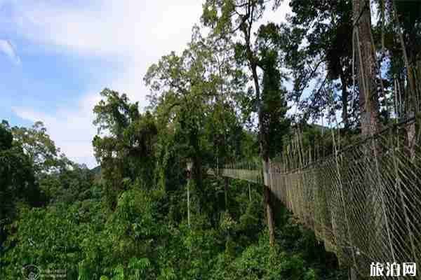 望天樹景區游玩花費多少錢 門票+交通