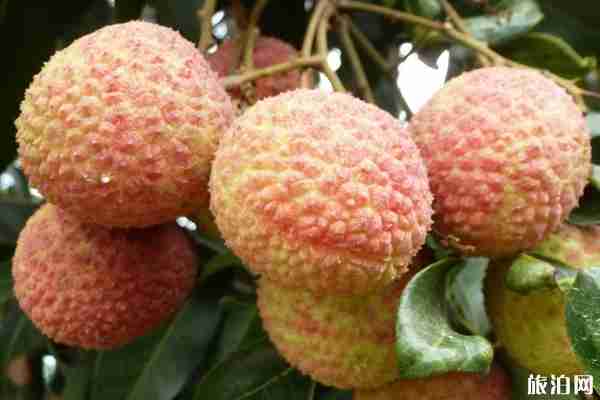 2020高州荔枝什么时候上市 高州荔枝文化节活动介绍