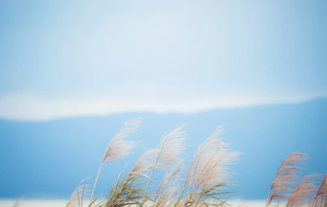 上海的秋天哪里景色最美