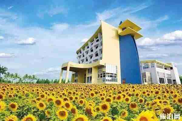 廣東冬天有什么花開 廣東冬天去哪里賞花