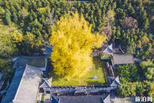 西安千年銀杏樹在哪里 西安古觀音禪寺銀杏樹預(yù)約參觀指南