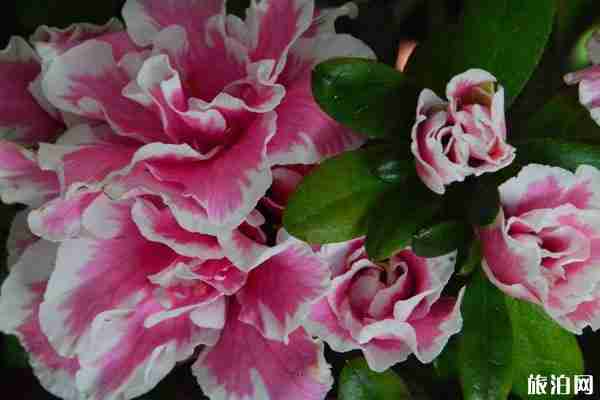 2019全景VR深圳勒杜鵑花展詳情（地址+花展亮點(diǎn)）