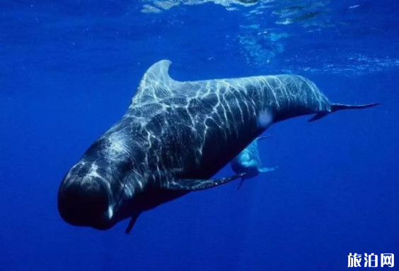 什么時候去斯里蘭卡能看見藍鯨