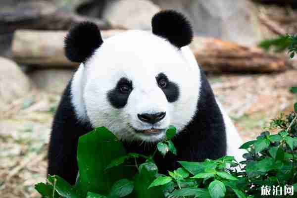 2019武汉动物园熊猫馆门票+开馆时间+志愿者招募