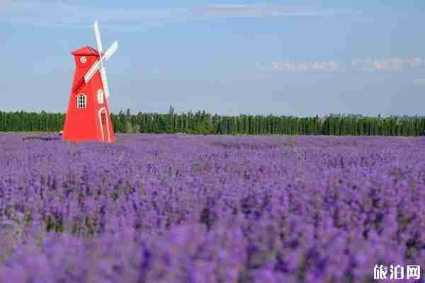 伊犁解憂公主薰衣草園什么時候最好看（門票+交通）