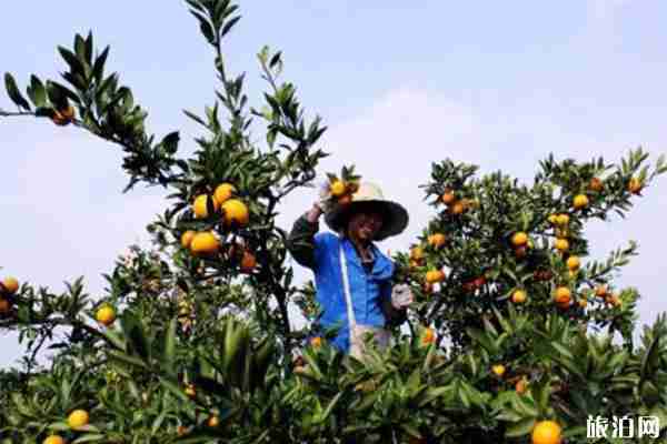 南昌周邊采摘橘子的地方