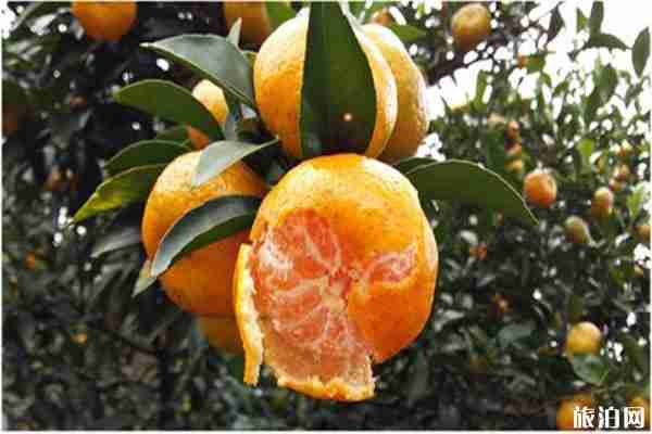 南豐蜜橘產地在哪里